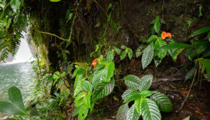 Природа Эквадора сохранила «вымерший» цветок