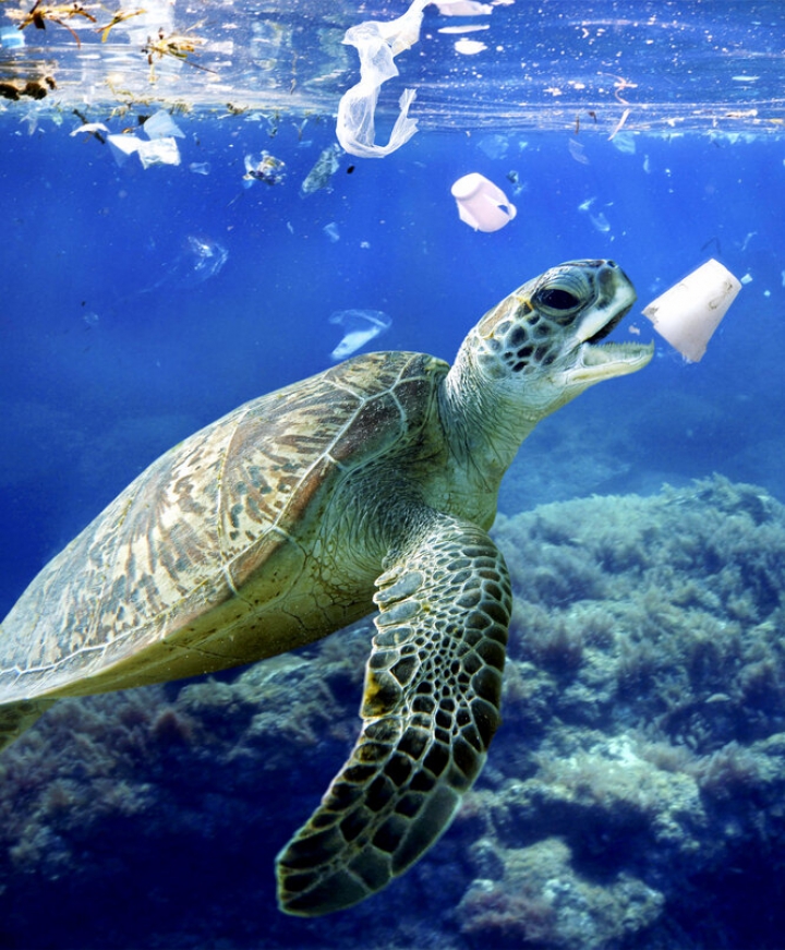 2% от общей массы тела черепах — пластик