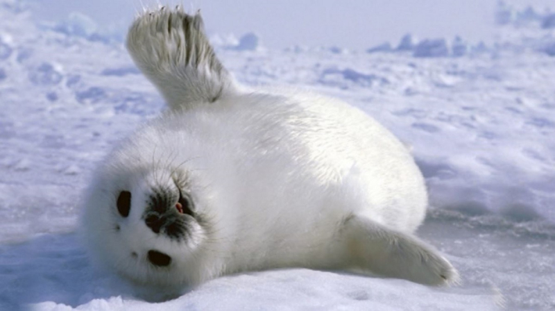 Весна: в Финском заливе родились тюленята