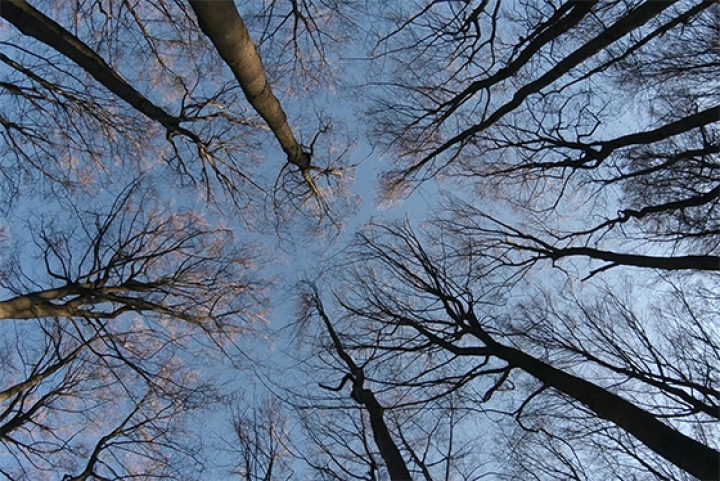 Кадр из полнометражного документального фильма «Тайная жизнь деревьев» (Германия) по бестселлеру Питера Воллебена