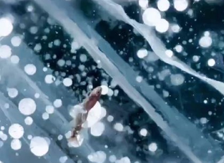 рыбка, вмёрзшая в лёд Байкала вместе с метановыми пузырьками