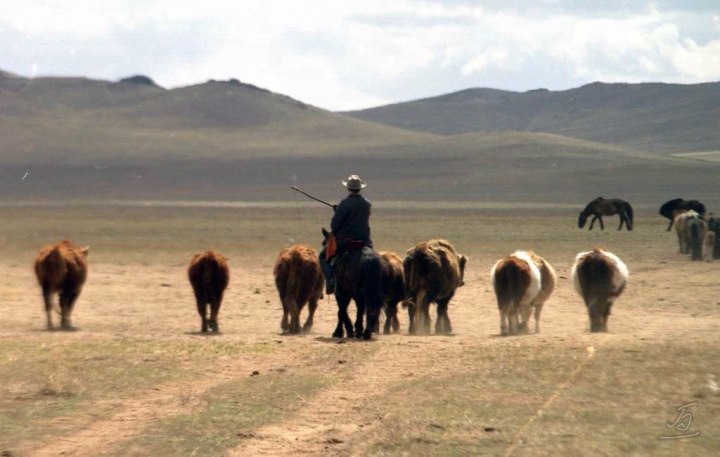 «Вечный мотив», Монголия